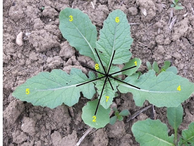 fillotassi (640x480)