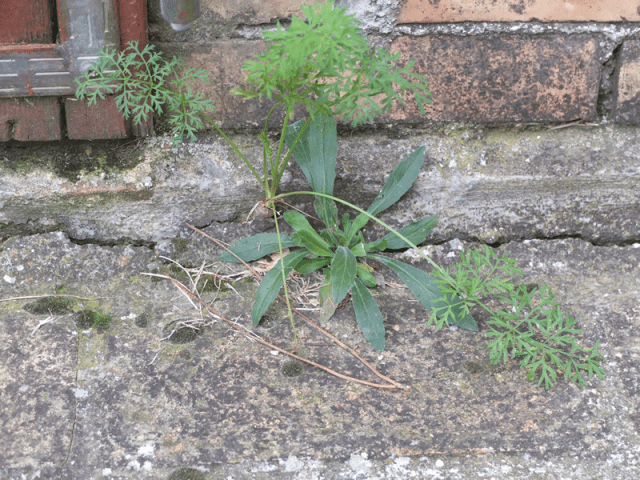 Carota selvatica (Daucus carota) e Aspraggine maggiore (Picris hieracioides)